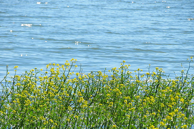 Schloßsee Walkendorf